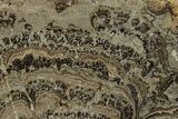 Devonian Stromatolite Slab - Orkney, Scotland #281611-1